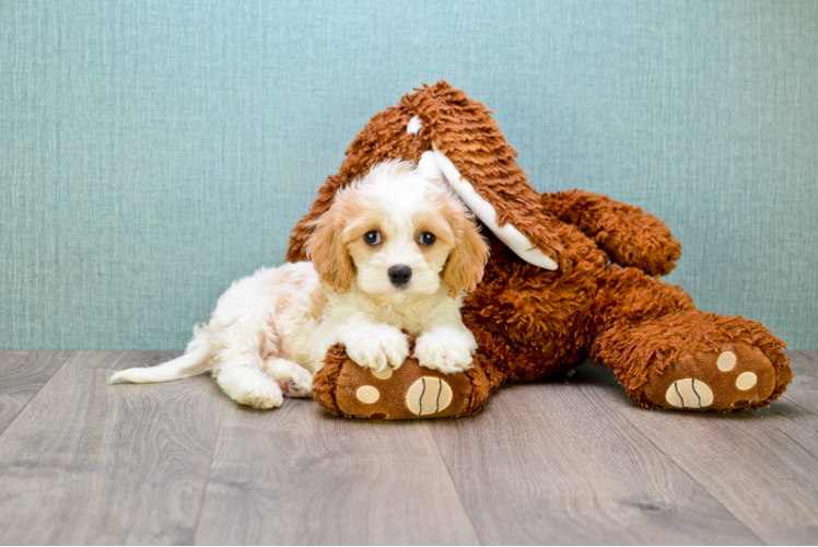 Best Cavachon Baby