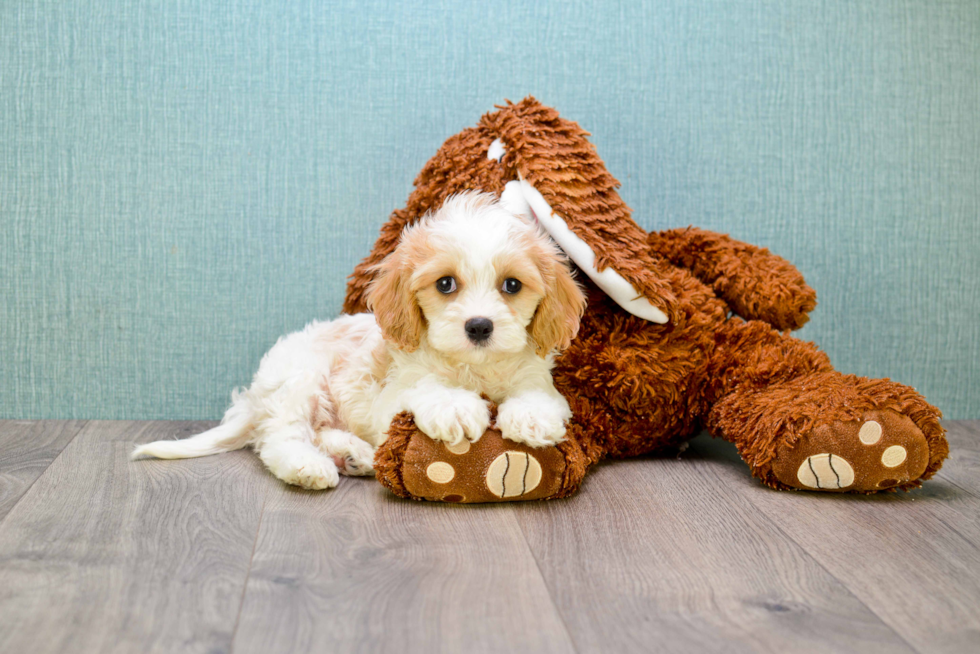 Best Cavachon Baby