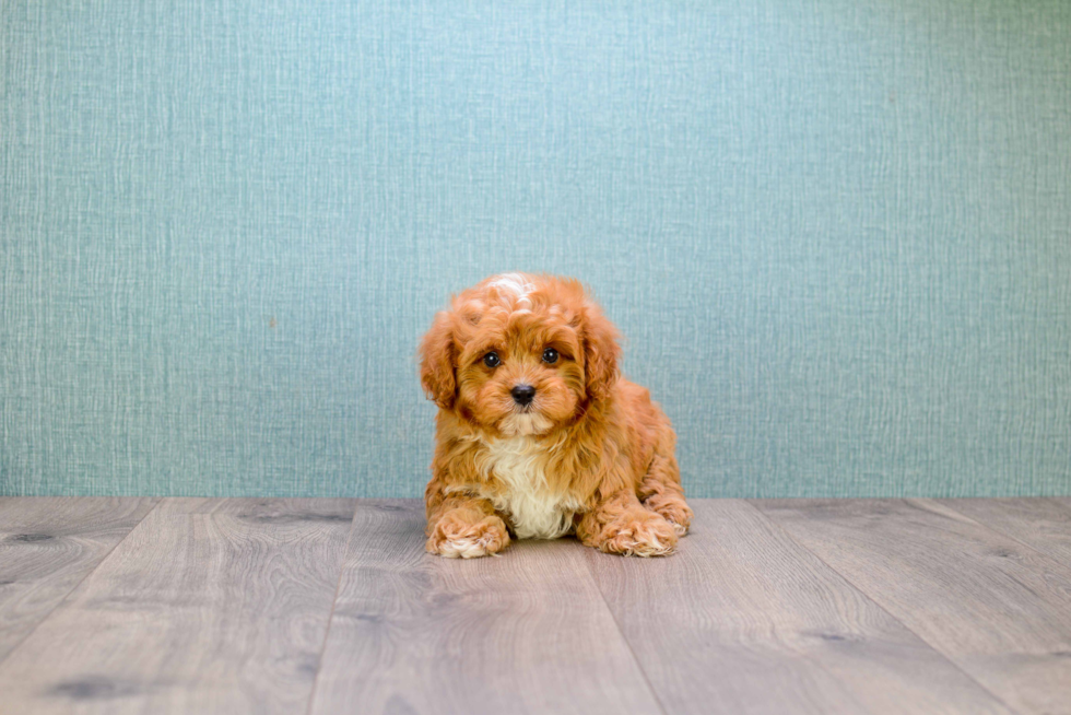 Popular Cavapoo Poodle Mix Pup