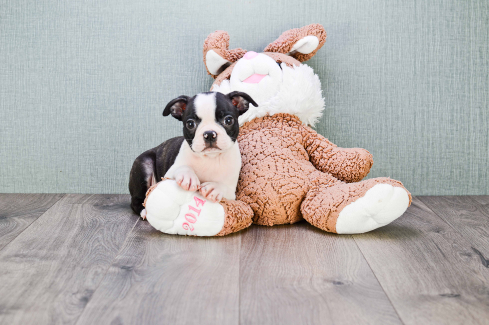 Boston Terrier Pup Being Cute