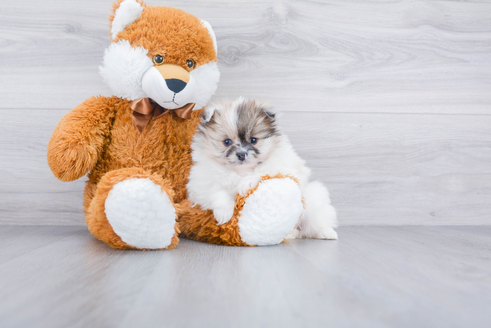 Best Pomeranian Baby