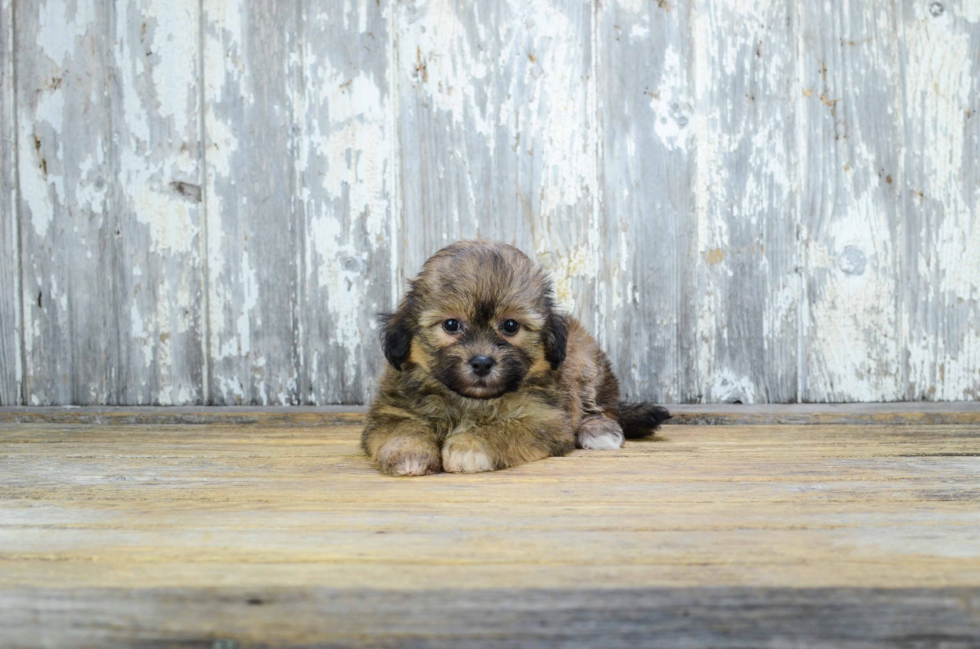 Teddy Bear Puppy for Adoption