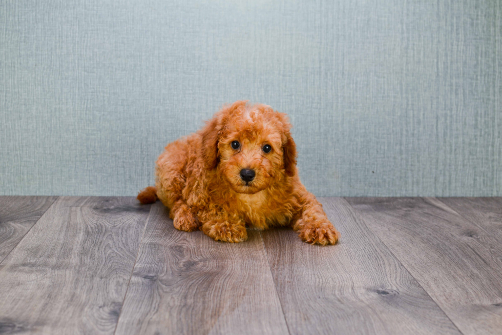 Mini Goldendoodle Pup Being Cute