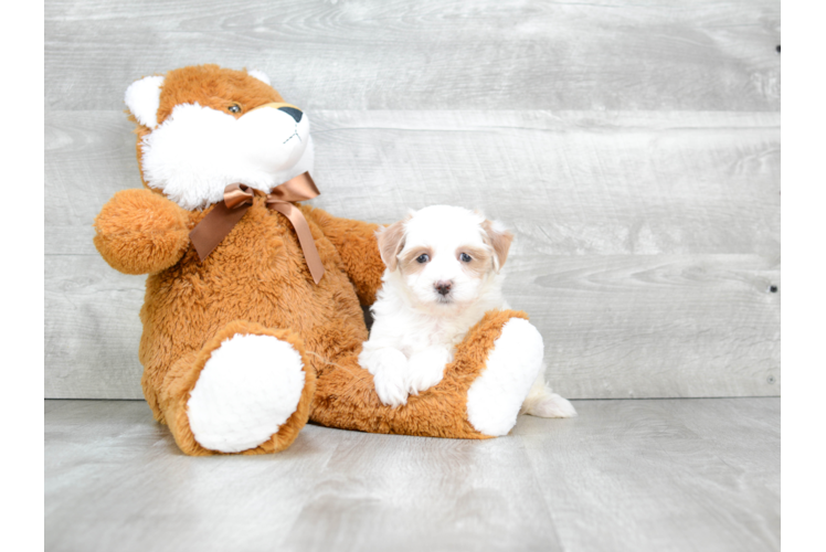 Cavapoo Pup Being Cute