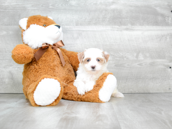 Cavapoo Pup Being Cute