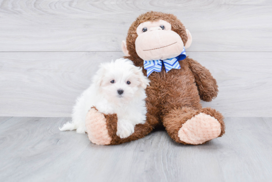 Adorable Maltese Purebred Puppy