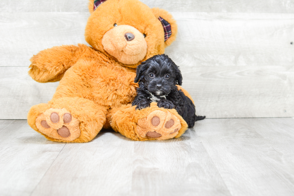 Little Cavoodle Poodle Mix Puppy