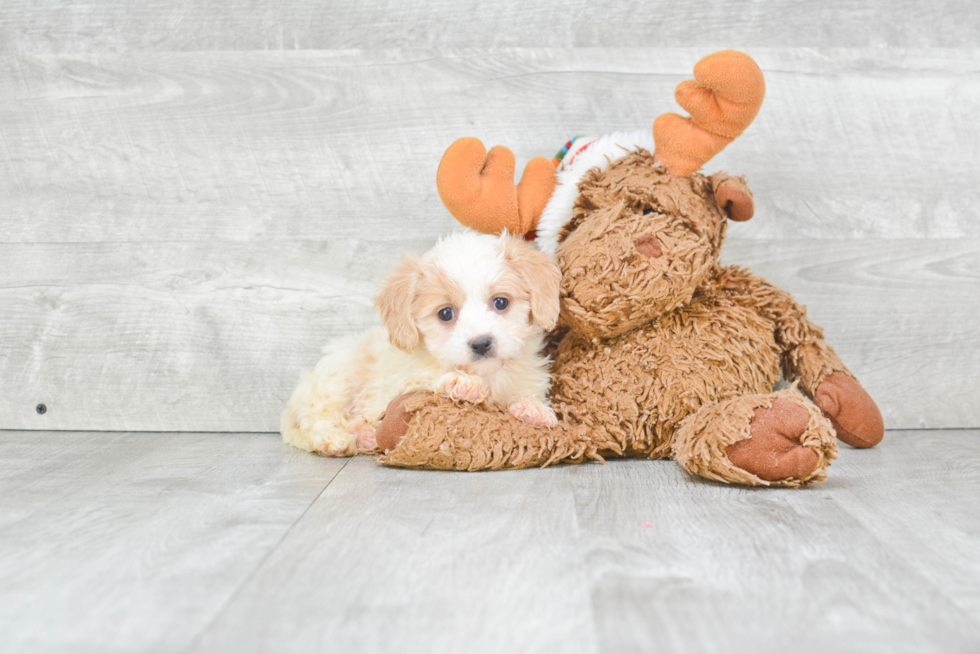 Small Cavachon Baby