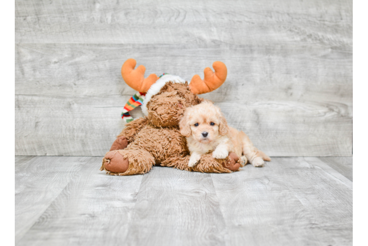 Petite Cavapoo Poodle Mix Pup