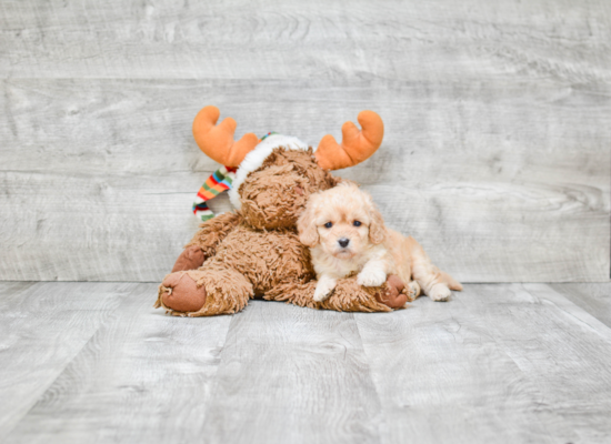 Petite Cavapoo Poodle Mix Pup