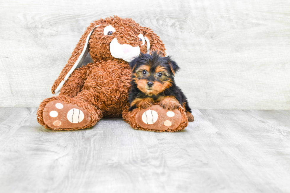 Meet Lacie - our Yorkshire Terrier Puppy Photo 