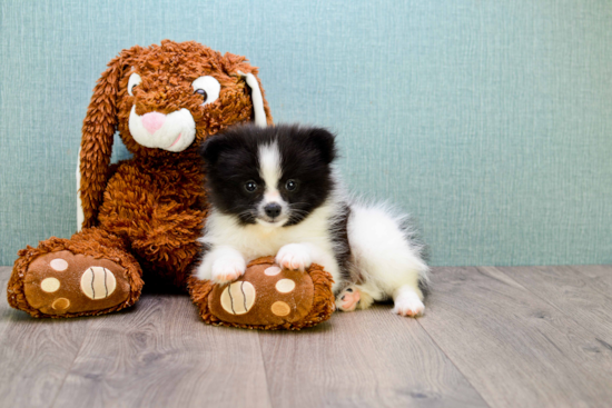 Pomeranian Pup Being Cute