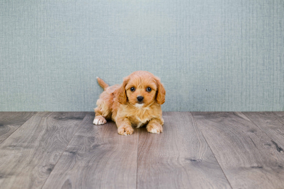 Cavapoo Puppy for Adoption