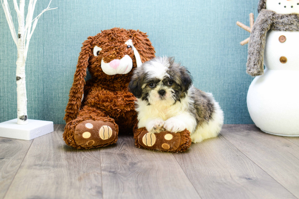 Teddy Bear Pup Being Cute