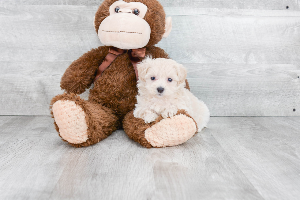 Best Maltipoo Baby