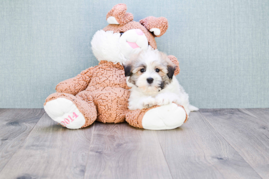 Havanese Pup Being Cute