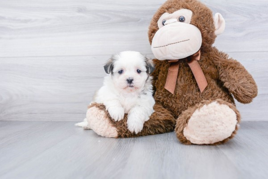 Popular Teddy Bear Designer Pup