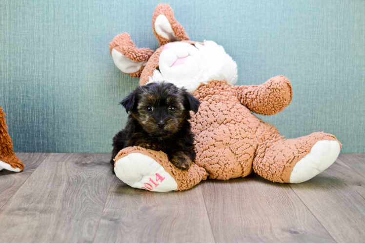 Hypoallergenic Yorkie Designer Puppy