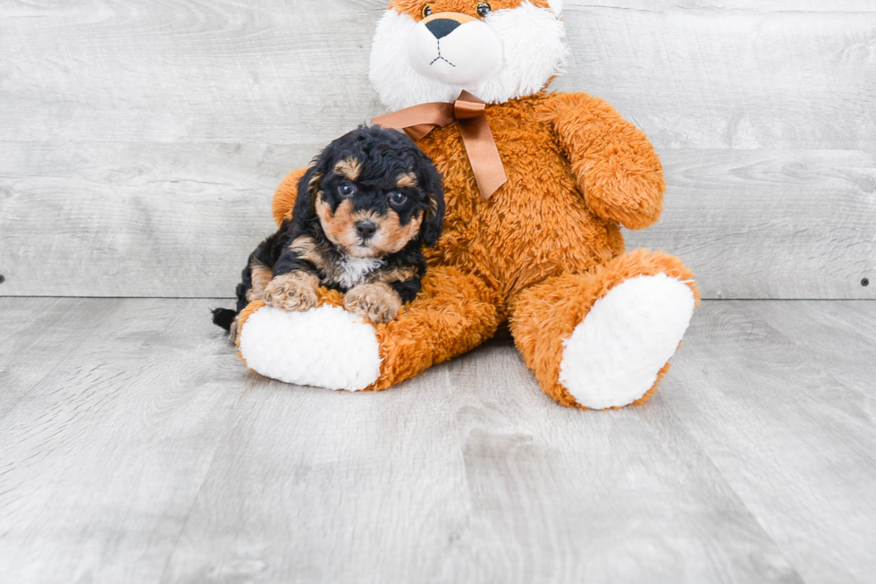 Maltipoo Puppy for Adoption