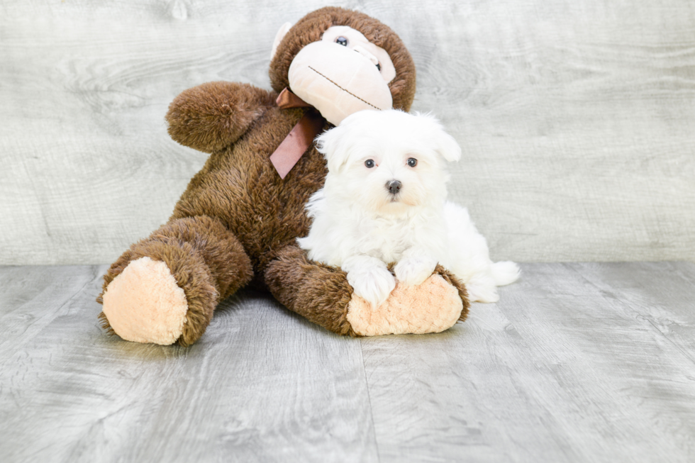 Petite Maltese Purebred Puppy