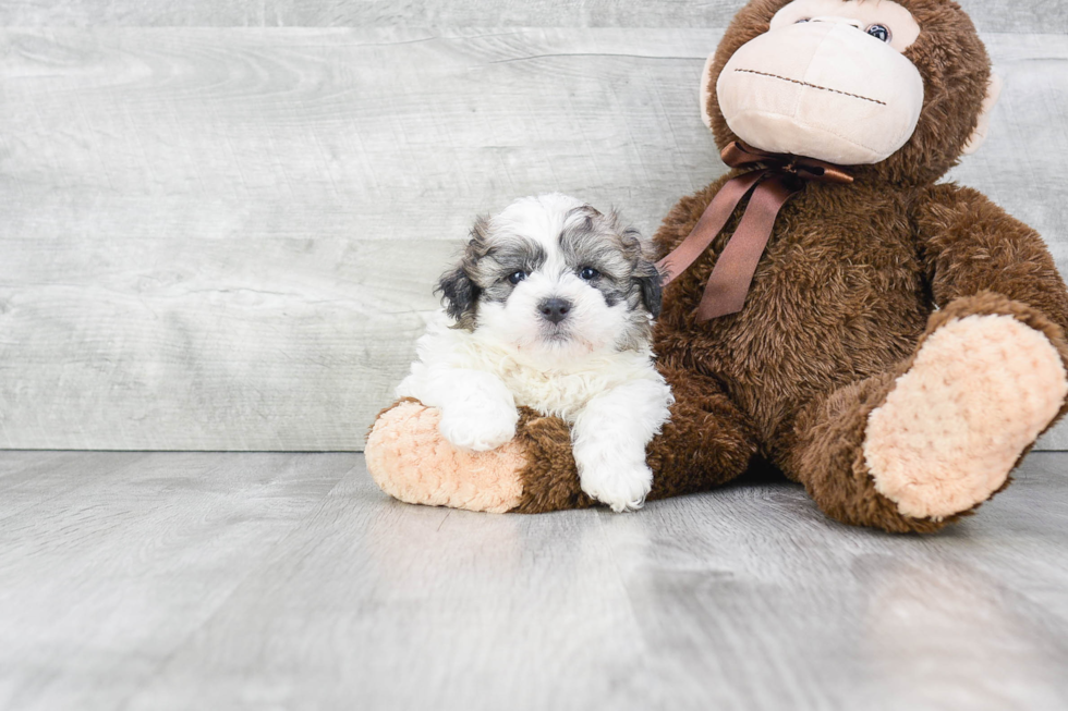 Funny Teddy Bear Designer Pup