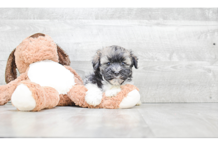 Havanese Puppy for Adoption