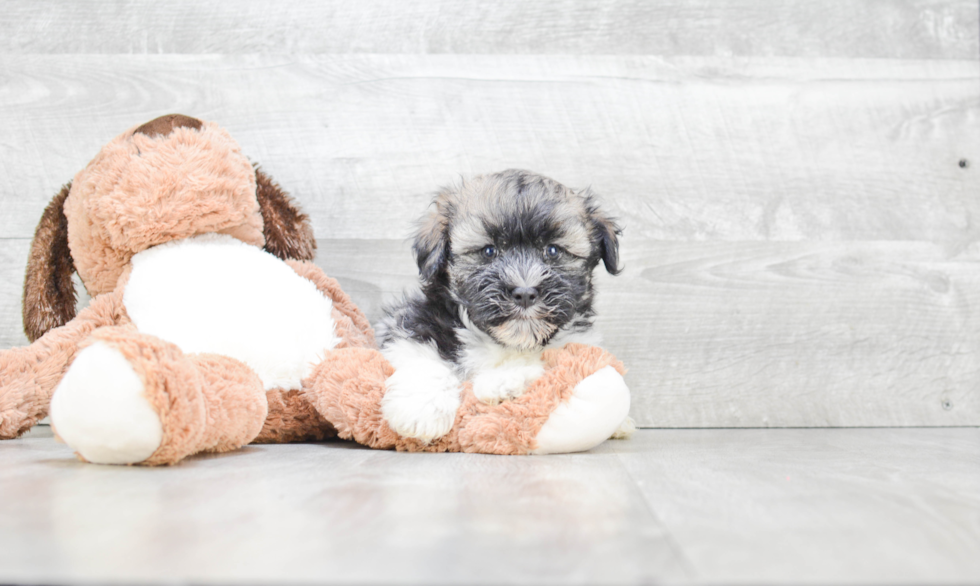 Havanese Puppy for Adoption