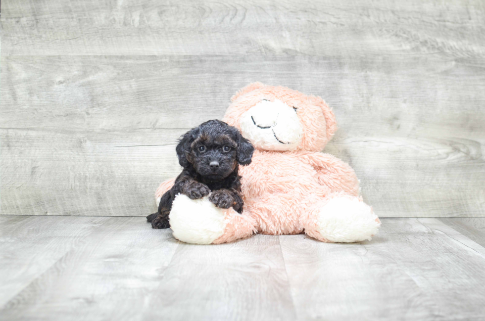 Yorkie Poo Pup Being Cute