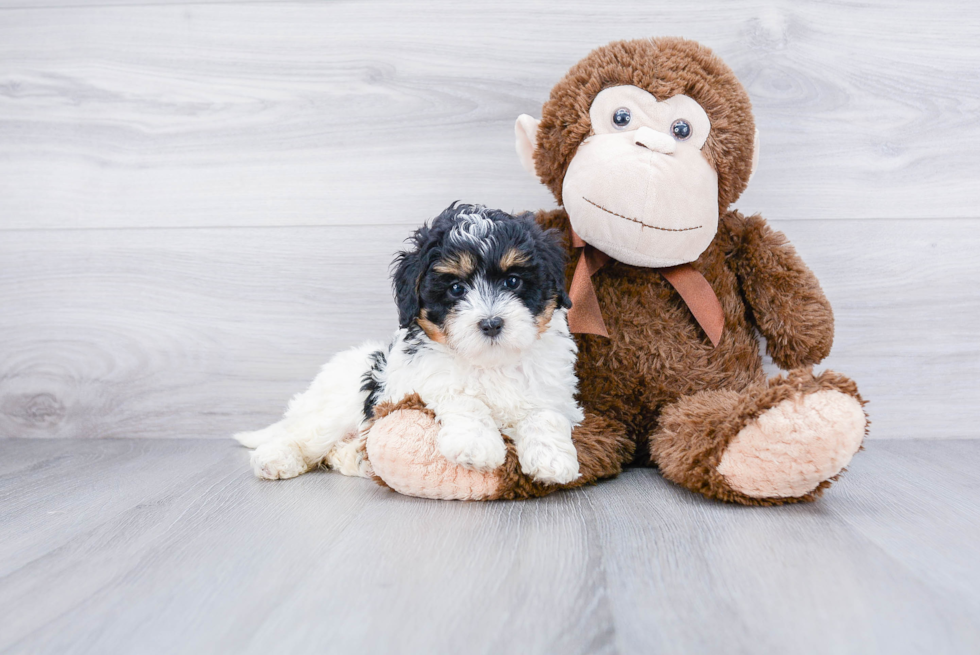 Best Mini Bernedoodle Baby