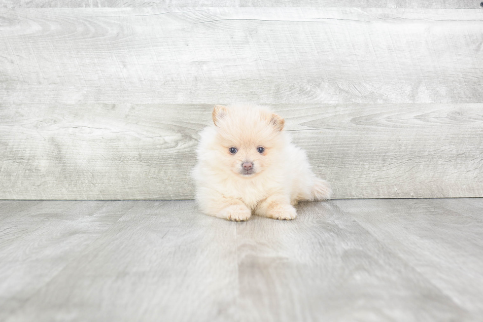 Pomeranian Pup Being Cute