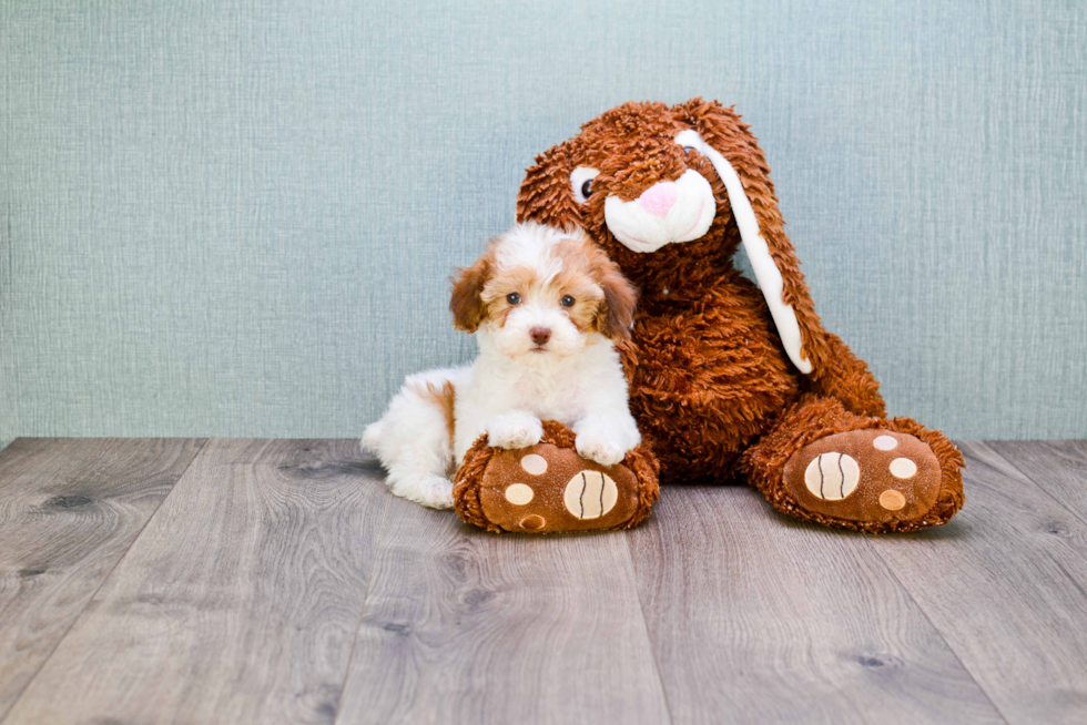 Adorable Pudle Purebred Puppy