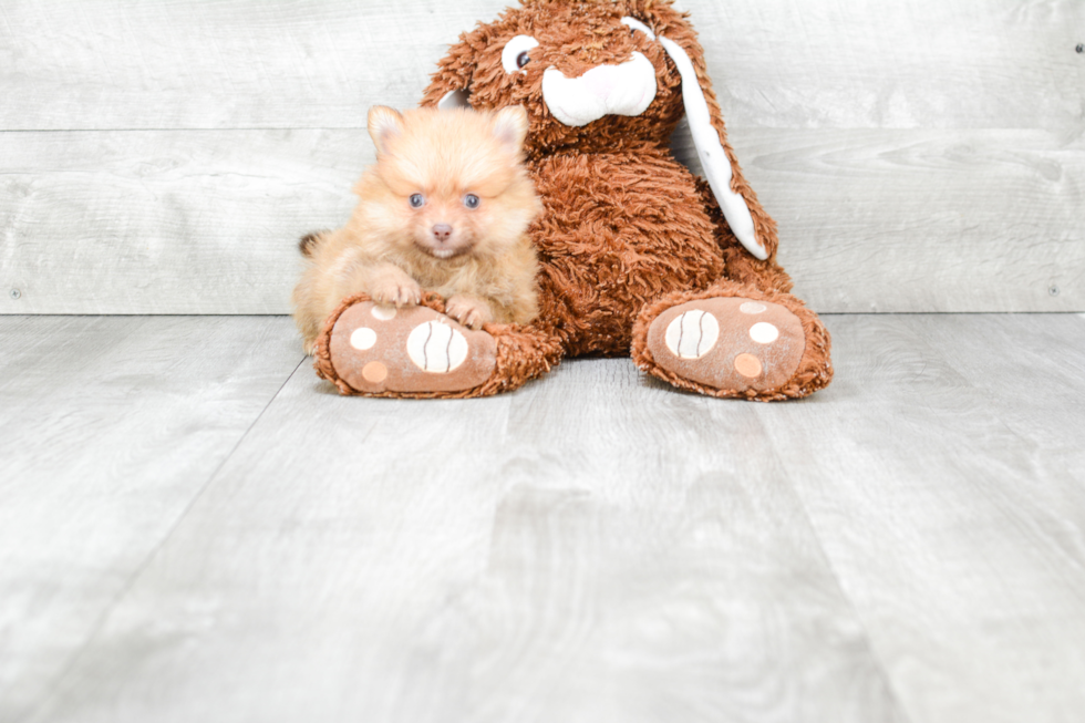 Pomeranian Puppy for Adoption