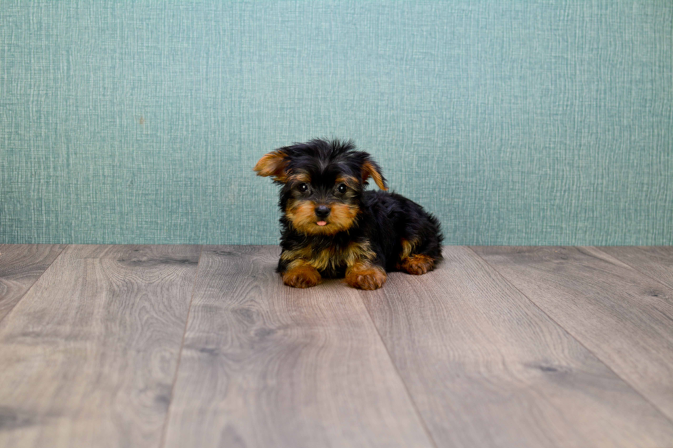 Meet Bella - our Yorkshire Terrier Puppy Photo 