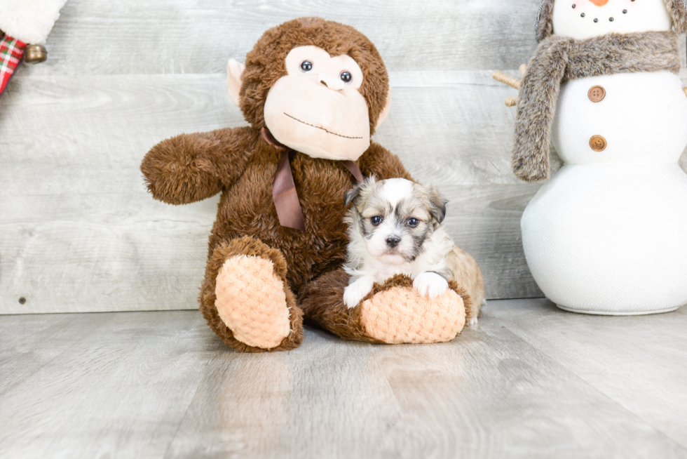 Adorable Havanese Purebred Puppy