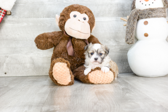 Adorable Havanese Purebred Puppy