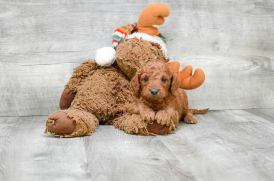 Best Mini Goldendoodle Baby