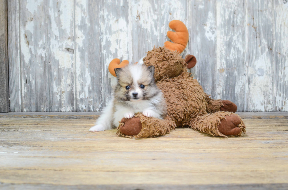 Small Pomeranian Baby