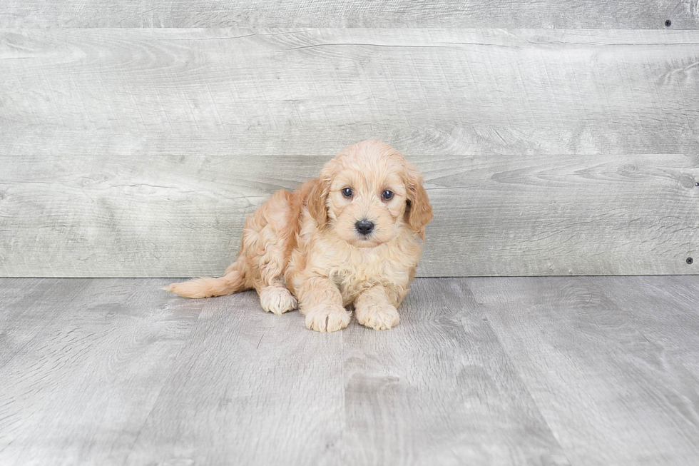 Mini Goldendoodle Puppy for Adoption