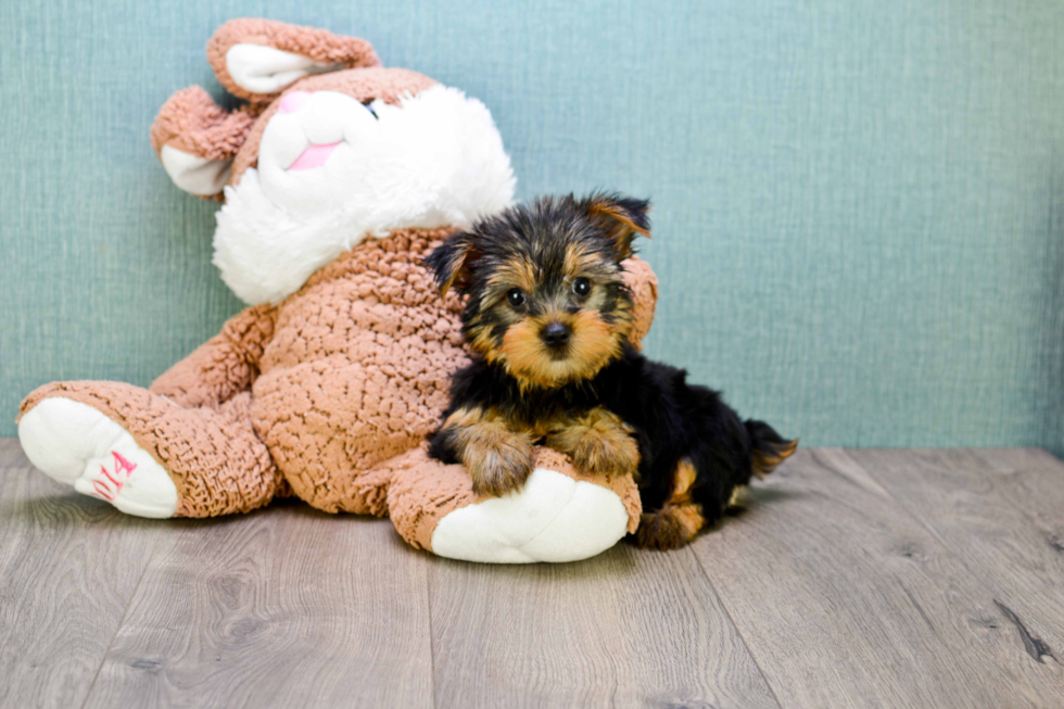 Meet Jeremy - our Yorkshire Terrier Puppy Photo 