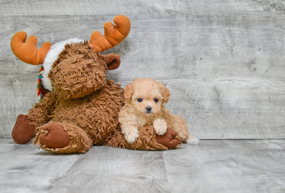 Playful Poodle Baby