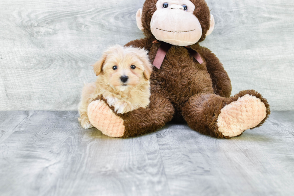 Friendly Maltipoo Baby