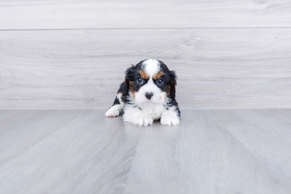 Popular Cavalier King Charles Spaniel Purebred Pup