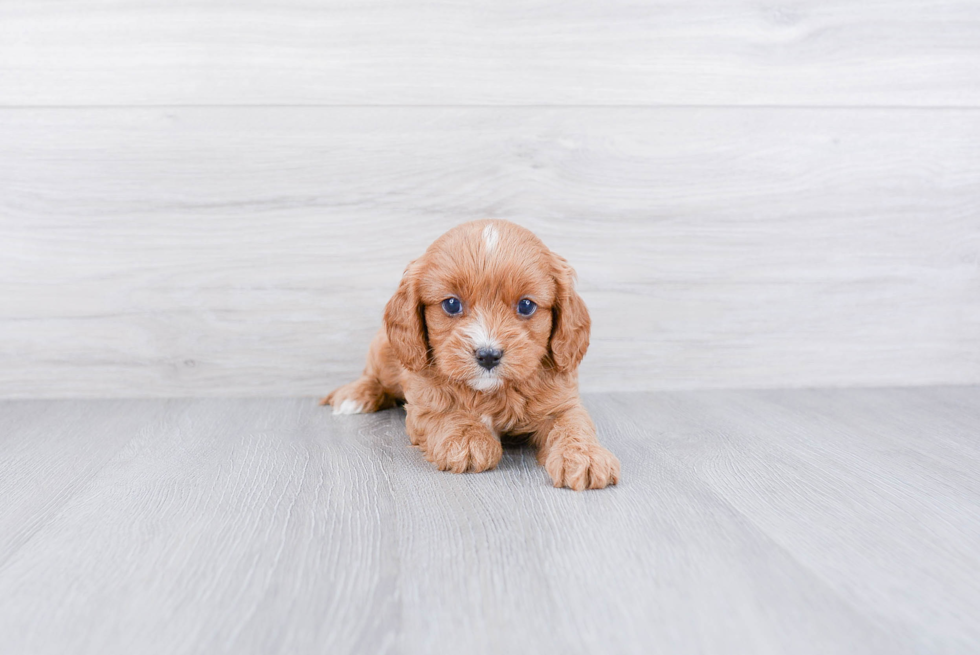 Cavapoo Pup Being Cute