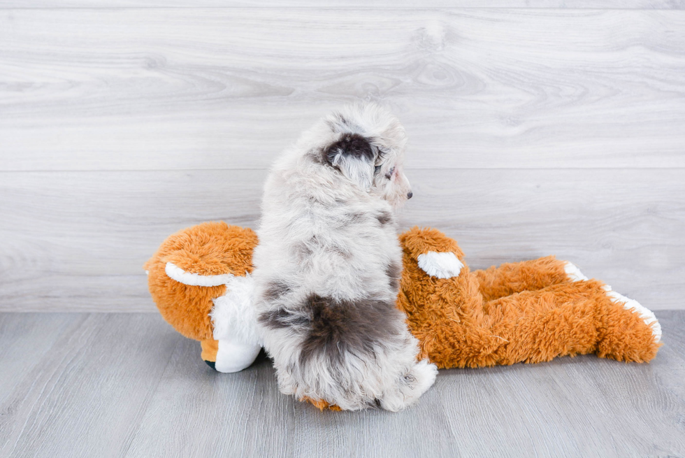Best Mini Aussiedoodle Baby
