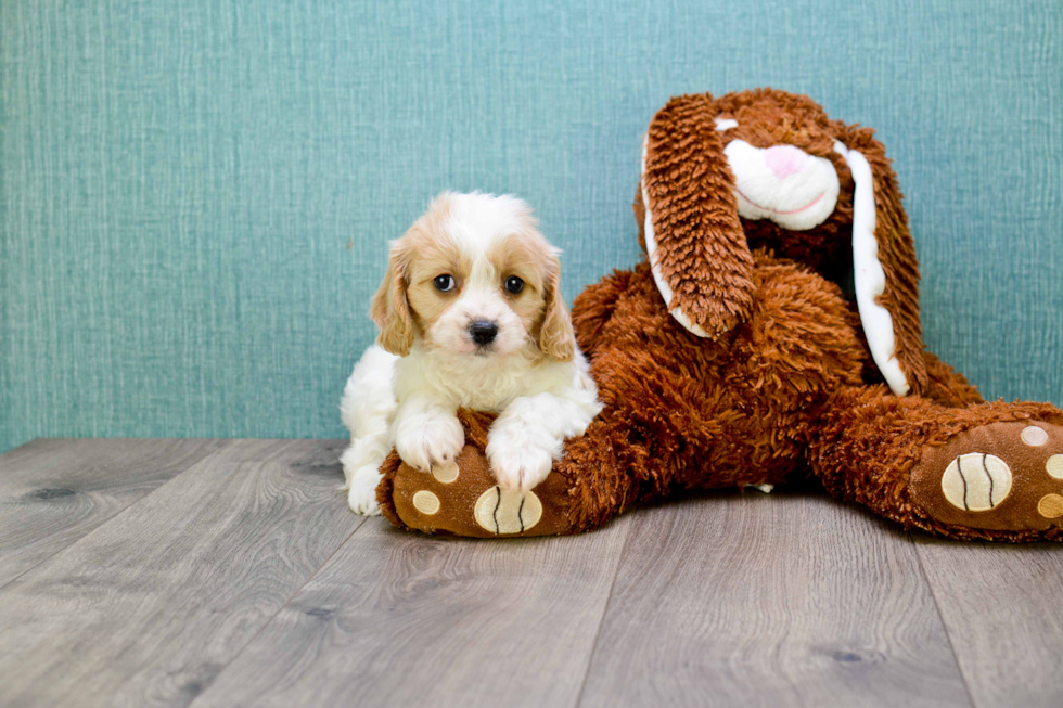 Cavachon Puppy for Adoption