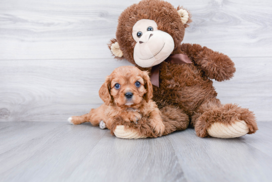 Funny Cavalier King Charles Spaniel Purebred Pup