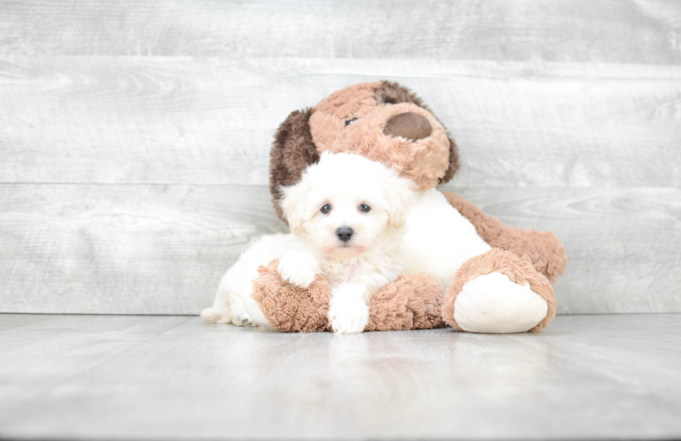 Hypoallergenic Maltepoo Poodle Mix Puppy