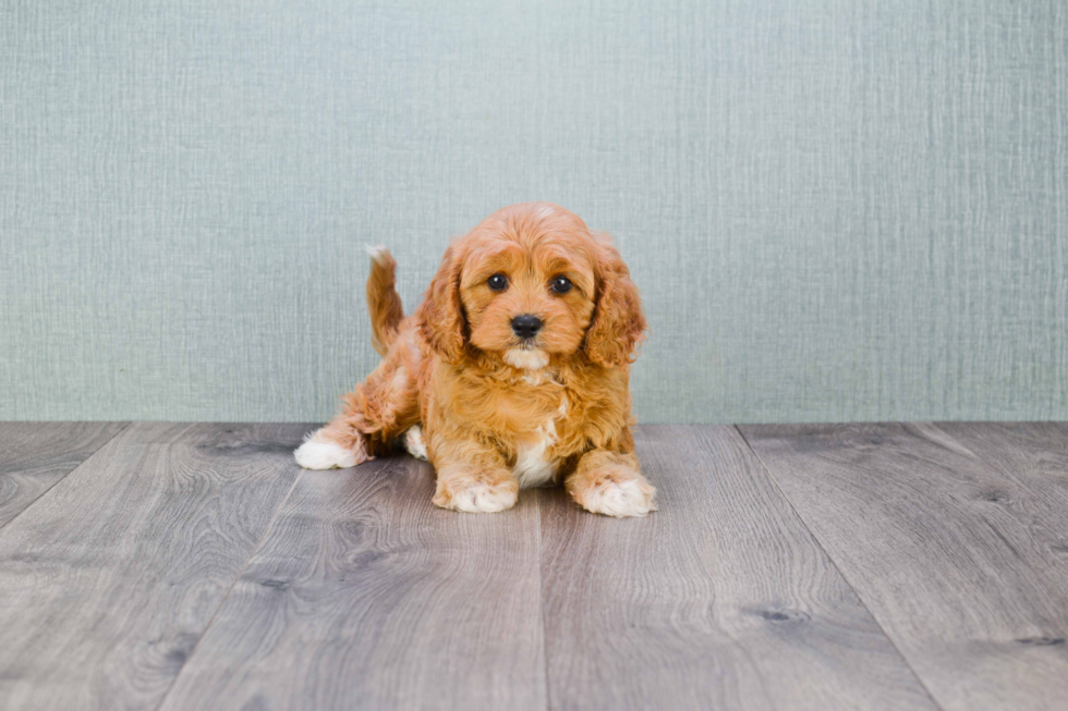 Funny Cavapoo Poodle Mix Pup