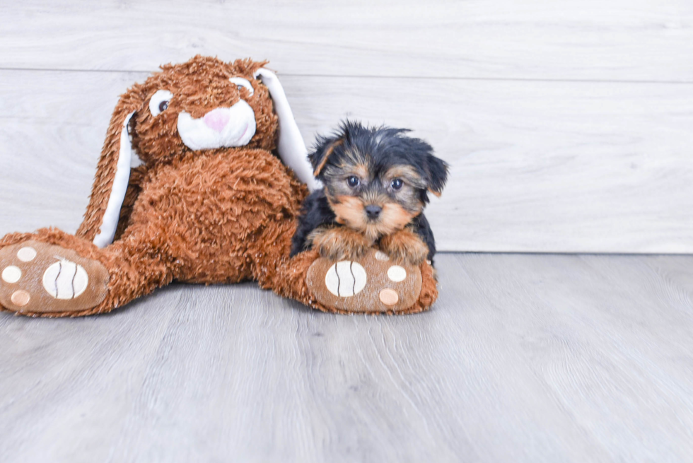 Meet Mike - our Yorkshire Terrier Puppy Photo 