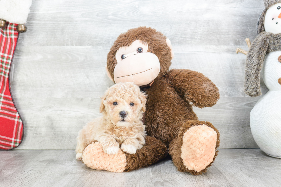 Fluffy Maltipoo Poodle Mix Pup